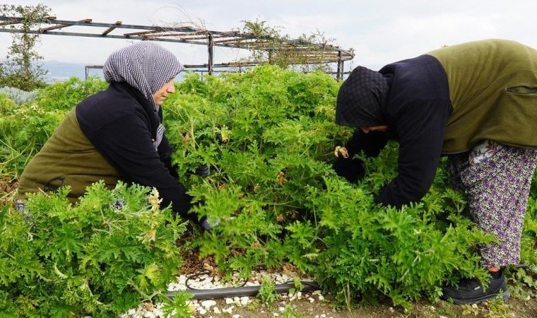 Kas ağrılarını azaltıyor, depresyona iyi geliyor! Yalova’da hasadı başladı… 40 dönüm alanda yetişiyor