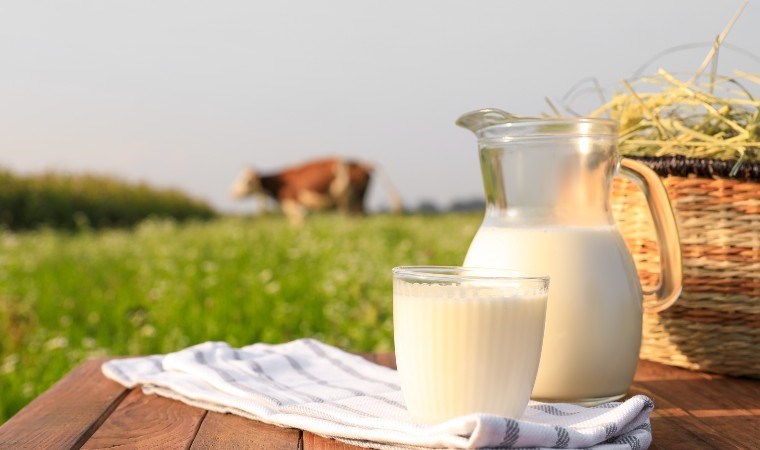 Dünyanın en kaliteli sütü olarak tanınıyor! Jersey sütünden kaymak tarifi…