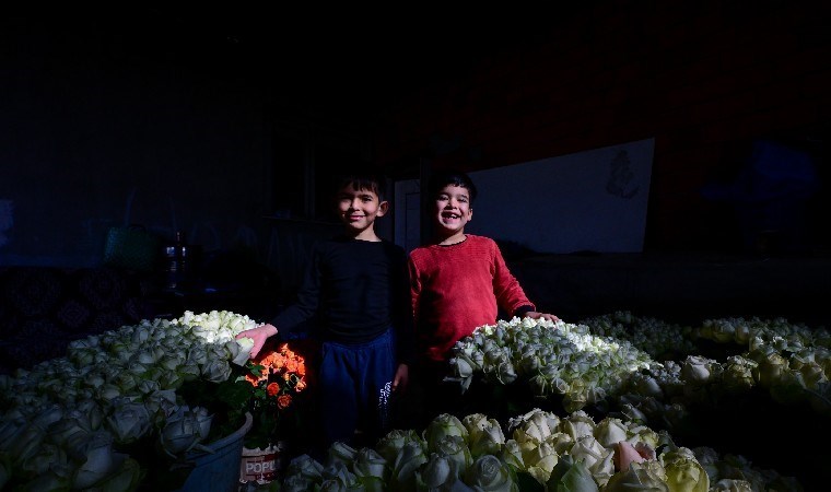 Hasat için günün ilk ışıkları ile yola çıkıyorlar: Tanesi 10 lira, yıllık 25 milyon üretim…