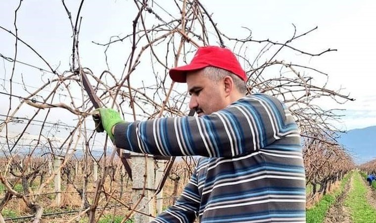 Sarıgöl’de bu kez hasat değil, budama zamanı! Rekolte kaybını önlemek için imha ediyorlar…