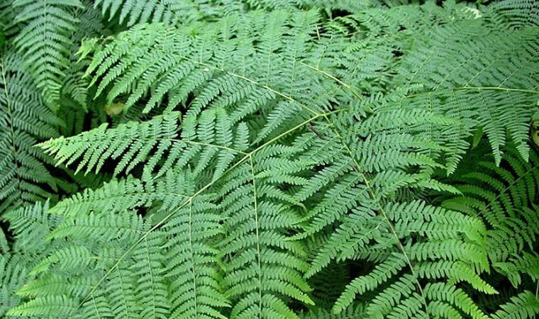 Zombi ağaç bilim dünyasını şaşırtıyor! Ölen yapraklarını canlandırabiliyor