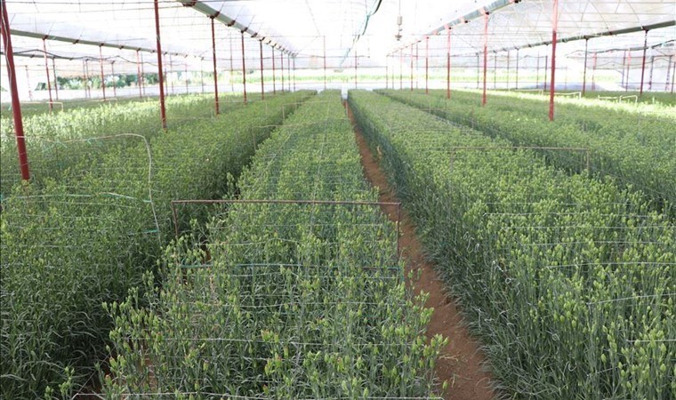Antalya’da hasat telaşı: Zamanla yarışıyorlar! 70 milyon ürün ihraç edilecek….