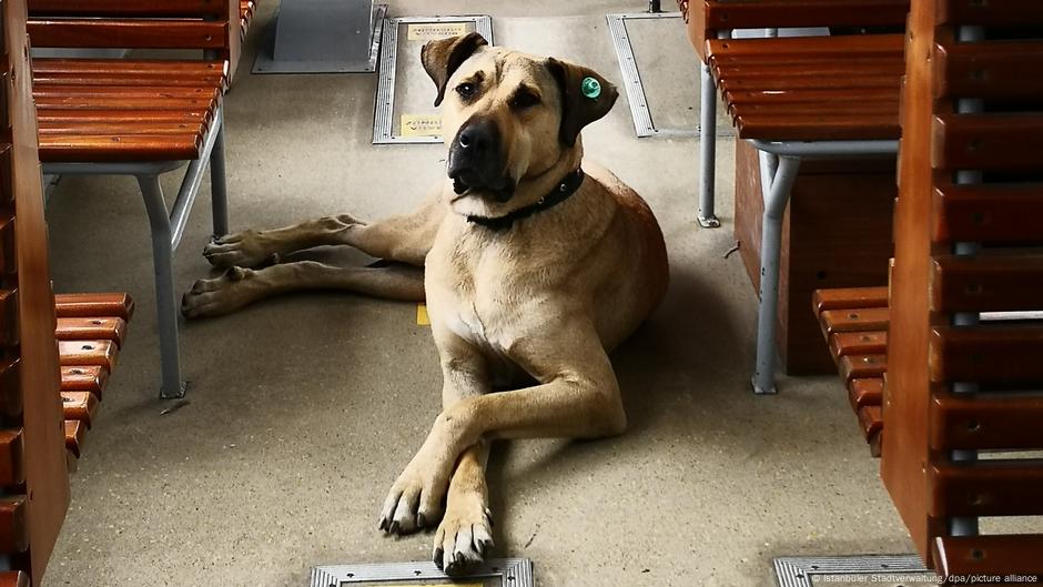 Milyonlarca köpek sınırlı sayıdaki barınağa nasıl sığacak?