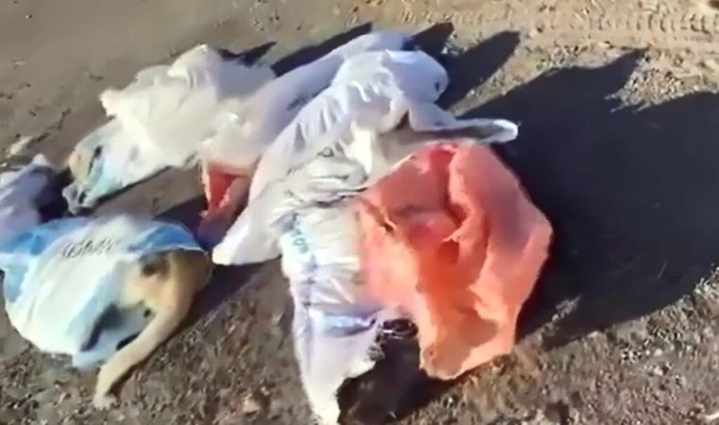 Edirne’de hayvan katliamı! Çöpte 15 ölü köpek bulundu, belediye başkanı suç duyurusunda bulundu