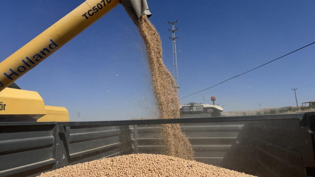 Kayseri’de hibeli tohumla ekilen 29 bin dekar alanda nohut hasadı başladı