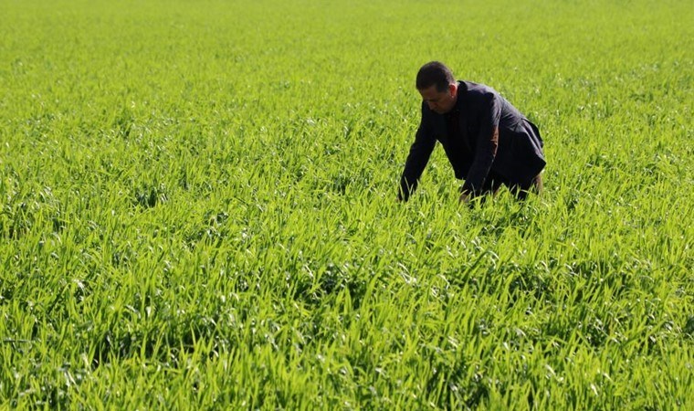 Adana’da hasat hazırlığı: Bu sene yüz güldürecek, 700 kilo ürün bekleniyor