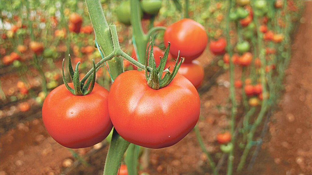 Antalya Ticaret Borsası: Sebze fiyatlarında rekor artış
