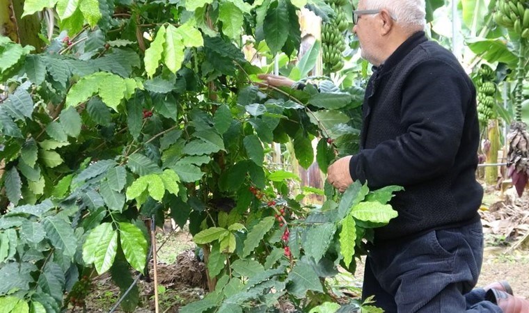 Arkadaşı tarafından hediye edilmişti! Mersin’de kahve ağacı 3 yıl sonra ilk meyvesini verdi…