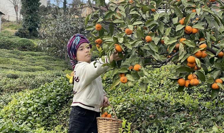 Uzakdoğu’dan getirildi, Rize’de yetişiyor: Sulu, ince kabuklu, C vitamini deposu