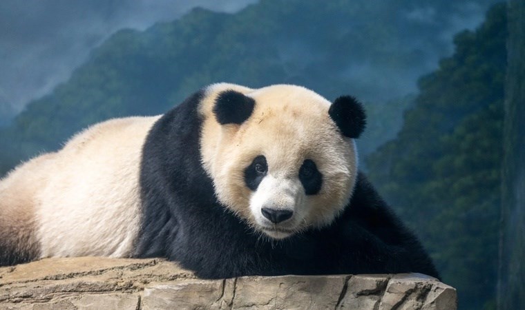 20 yıl sonra ilk kez kiralayacak: ‘Panda diplomasisi’ yeniden mi başlıyor?