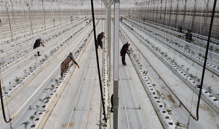 Erzincan’da hasat için geri sayım başladı: 40 dönüm alandan 1000 ton ürün alacak!