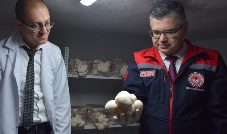 Evinin bodrumunda yetiştiriyor, kilosunu 2 bin TL’ye satıyor! Alzheimer hastaları için şifa kaynağı…