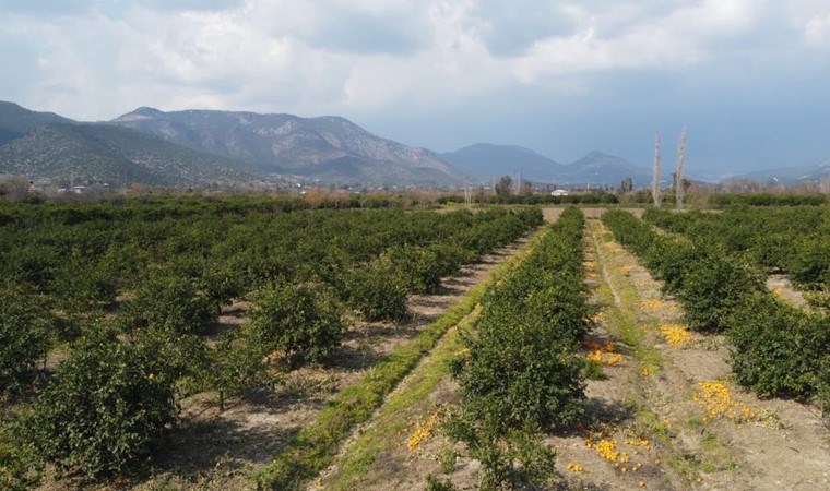 Fiyatının 1 liraya düşmesi de işe yaramadı: Kozan’da ürünler dalında kaldı!