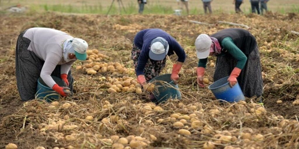 Kayseri’de hummalı patates hasadı mesaisi