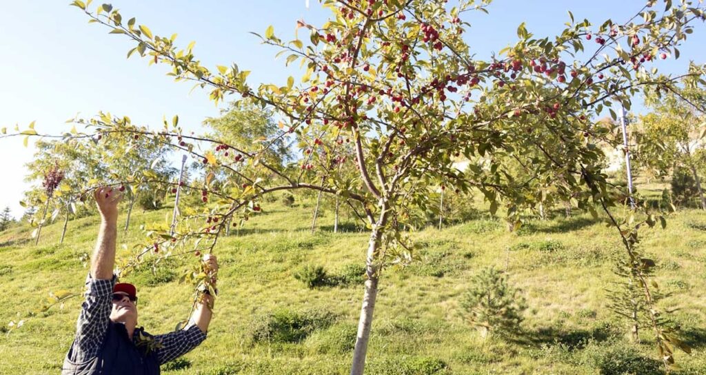 Şeytan meyvesi olarak biliniyor: Vücuttaki iltihapla savaşıyor, hücreleri koruyor!