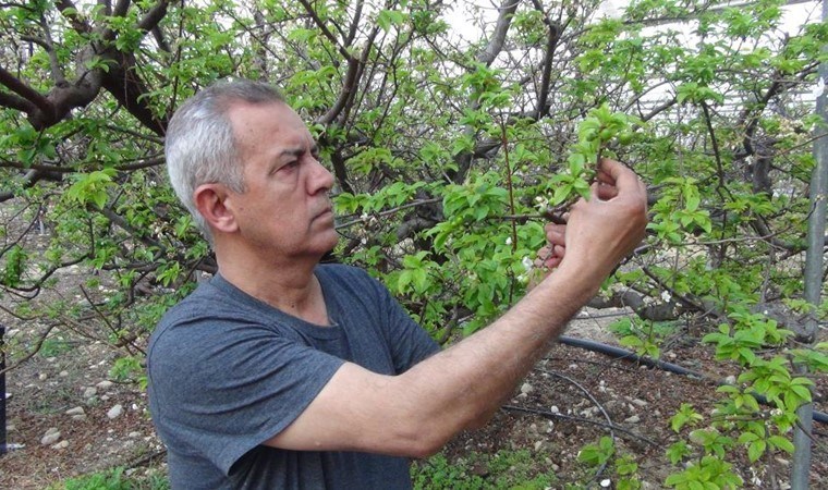Silifke’de hasat başladı: Kilosunun 1000 TL olması bekleniyor!