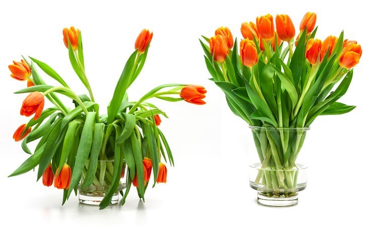 Solan çiçekleriniz yeniden hayat bulacak! Saksının dibine 1 çay kaşığı dökmeniz yeterli..