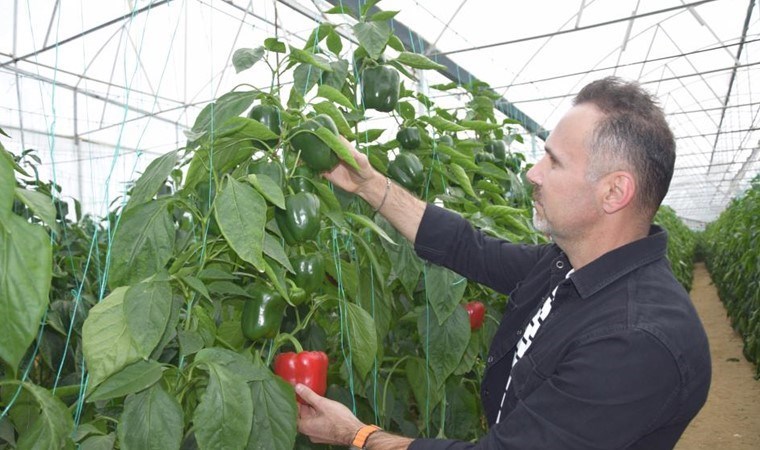 Yüzde 90’ı Aksu’da yetişiyor! 8 bin 500 metrekare alanda ekim yapıldı