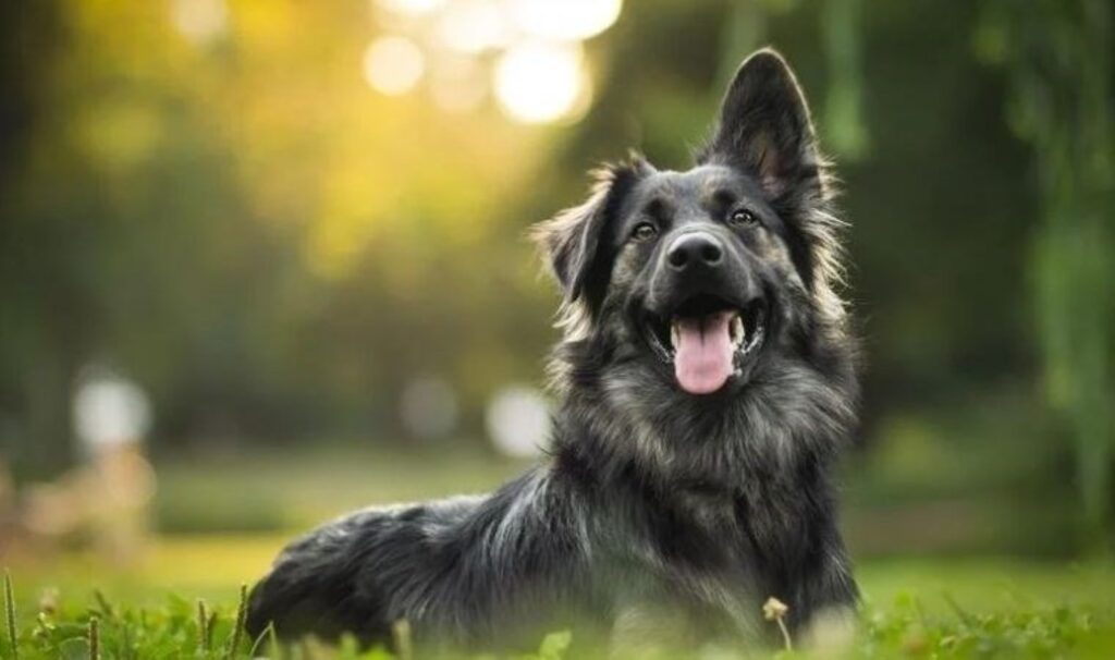 Araştırma: ‘Köpekler stresin kokusunu alabiliyorlar’