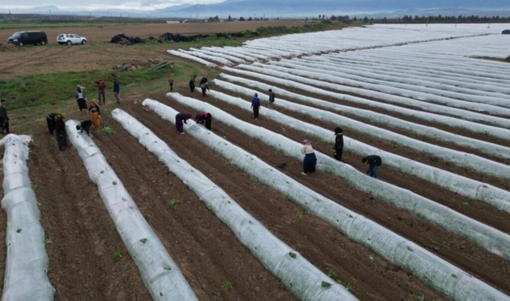 Erzin’de 15 dönümlük alanda ekiliyor: İlk hasat mayıs sonunda