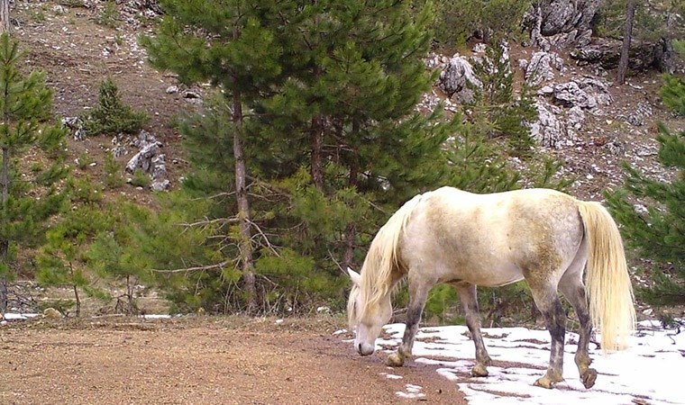 Isparta’da yaban hayvanları fotokapanla görüntülendi