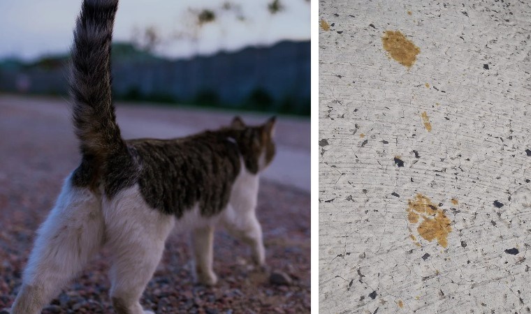 Kimyasal varile düştü: Kentte ‘kedi’ uyarısı