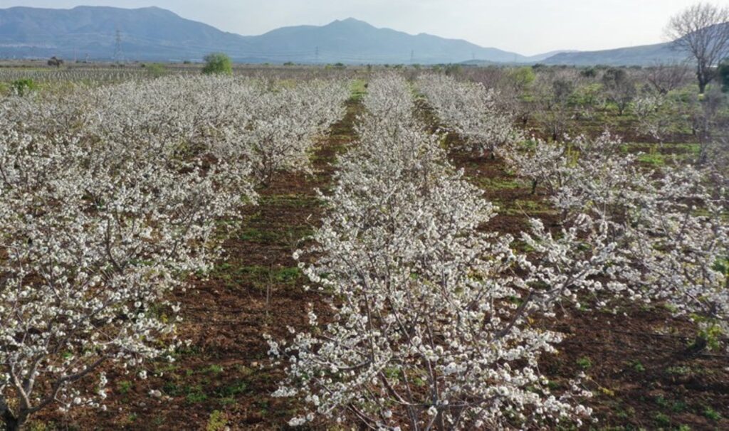 Manisa’da hasat 3 hafta sonra başlıyor: Aroması ile rakip tanımıyor