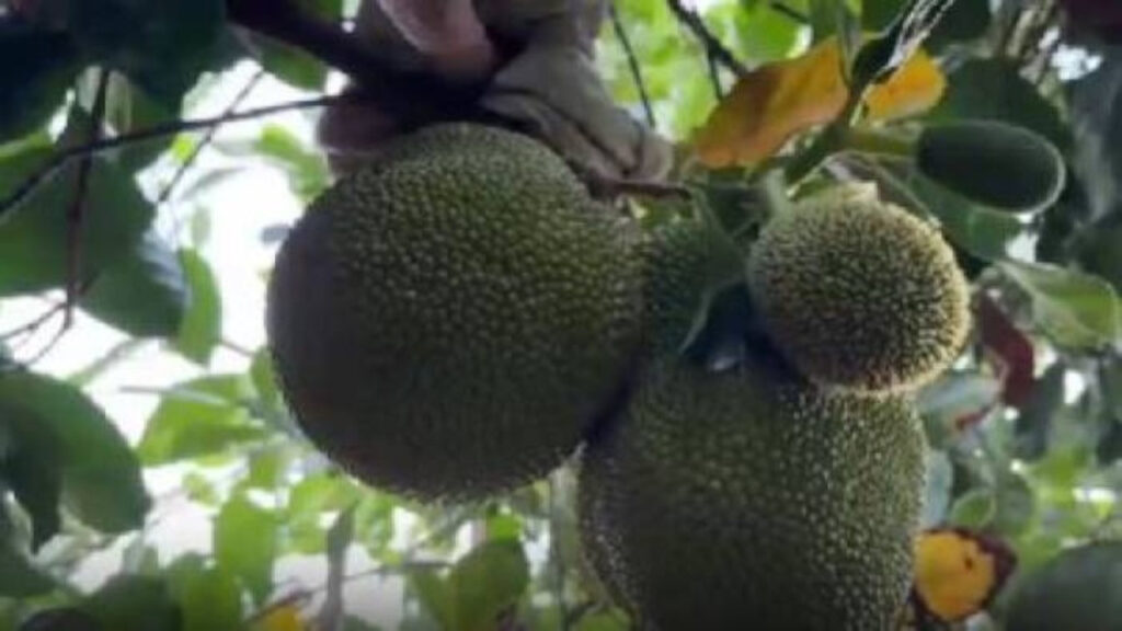 Vietnam’dan getirip dikti ilk hasatta yok sattı