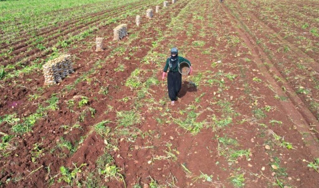 Adana’da ilk hasat başladı: 300 bin ton rekolte bekleniyor