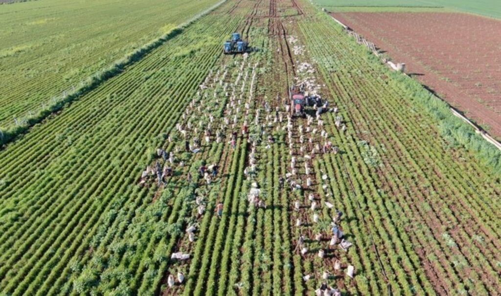 Amik Ovası’nda hasat sona eriyor: Tonu 1300 TL’den toplanıyor….