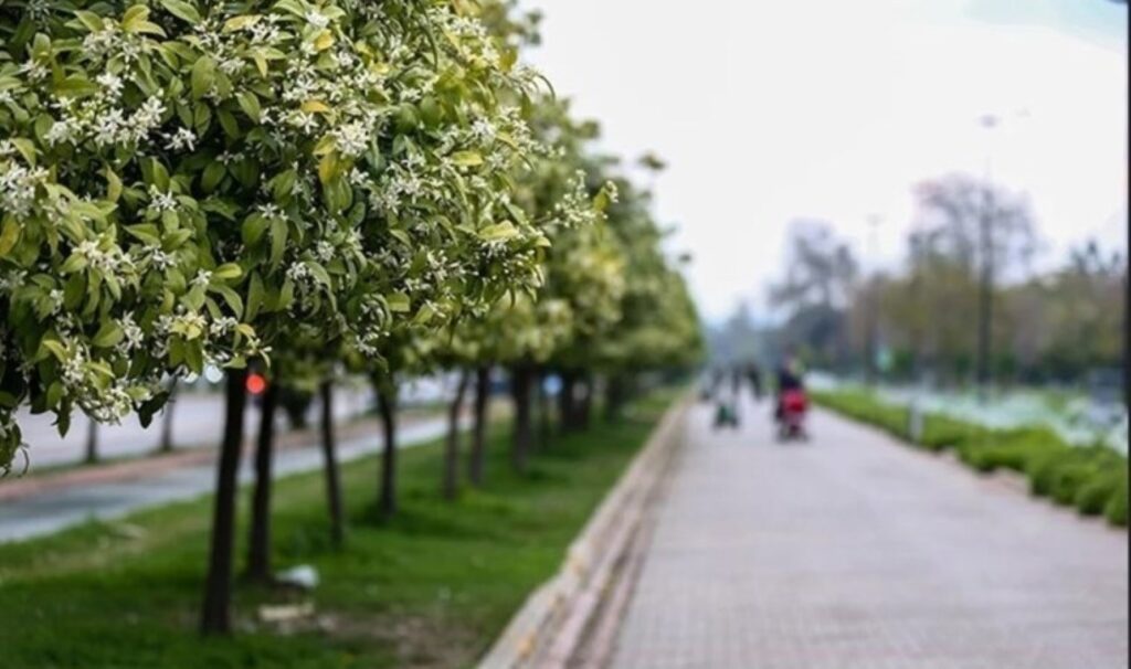 Çukurova’nın bereketli topraklarında yetişiyor! 3 milyon 200 bin rekolte elde edildi…