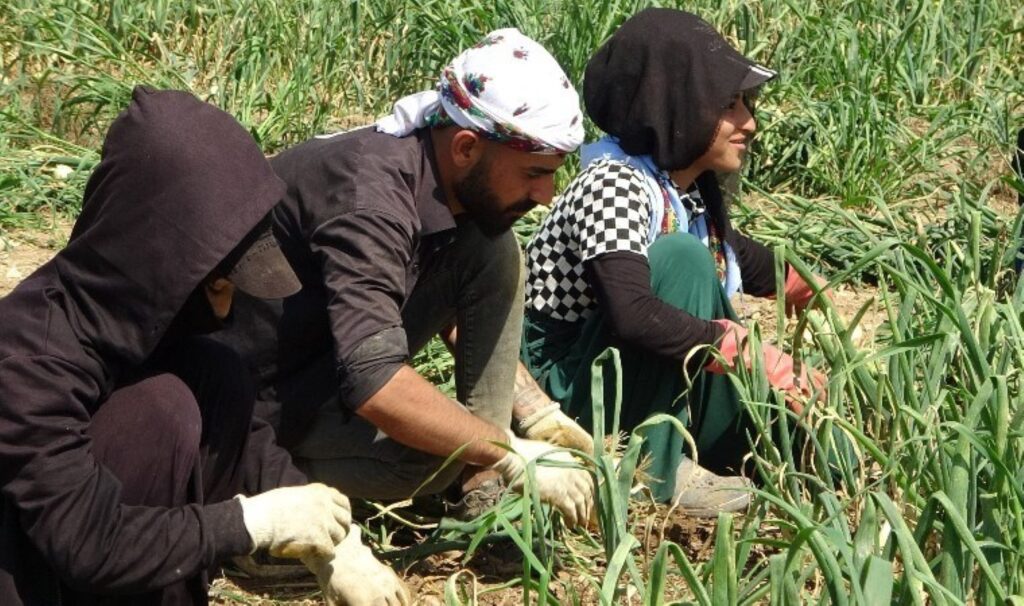 Kozan’da ilk kez ekildi! Hasadı erken başladı: Tarlada kilosu 17 TL