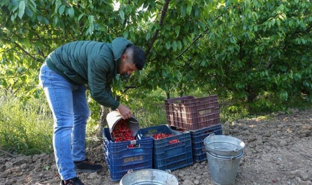 Kuzey yarımkürede ilk kez hasat edildi: Açık arttırmayla 2 bin TL’den alıcı buldu