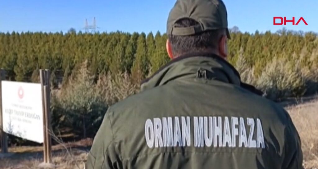 Ormanda ‘yılbaşı’ nöbeti! Çalınmasın diye 30 memur gece gündüz bekliyor