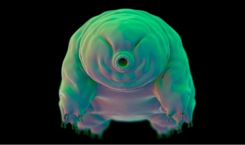 Tardigratlar, radyasyonun hasar verdiği DNA’ları nasıl onarıyor?