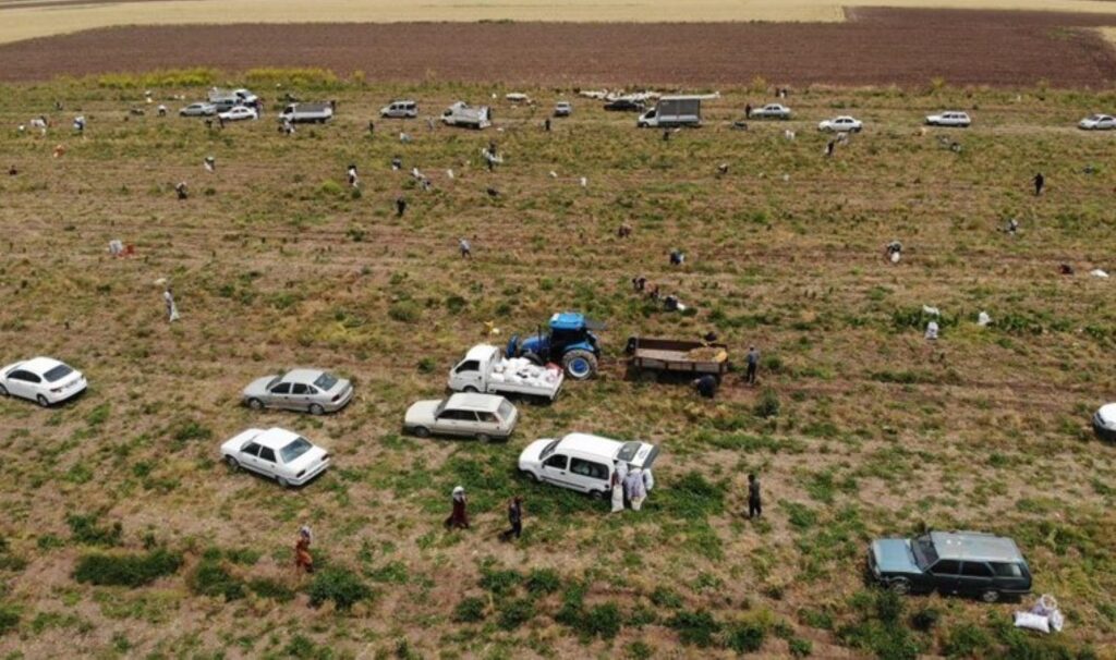 80 dönüm ürünü hayrına dağıttı: Duyan tarlaya akın etti! Marketlere kilosu 30 TL…