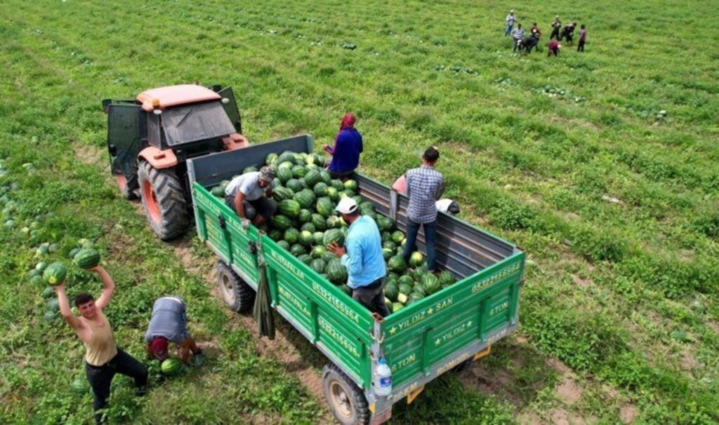 Adana’da hasat timleri görevde: Ham ürünleri tespit ediyorlar