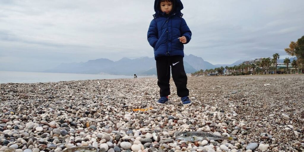 Akdeniz’de büyük tehlike. Siyanürden daha zehirli