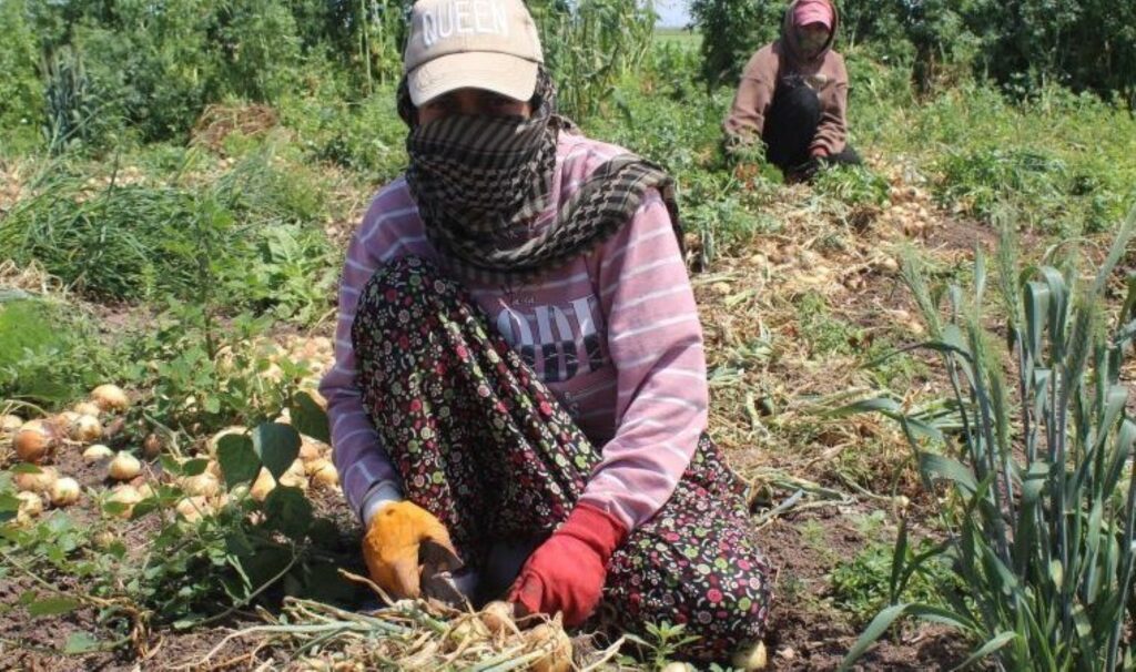 Amik Ovası’nda hasat başladı: Günlük 900 TL için 350 km yol aldılar