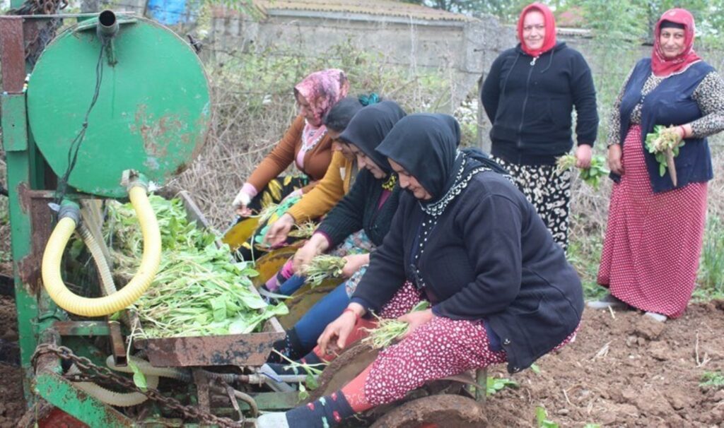 Bafra Ovası’nda dikime başlandı: Yetiştirmesi zahmetli! Yıllık 3 ton rekolte…