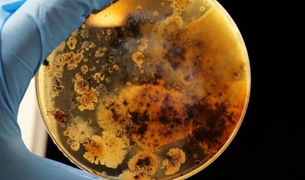 Bakteriler, Dünya’da görülmemiş türlere dönüşüyor