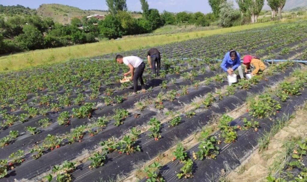 Batman’da yılın ilk hasadı başladı: Kilosu 50 liradan, kasası 150 liradan satılıyor…