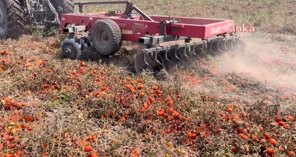 Domates yolda yüzde 60 zamlanıyor