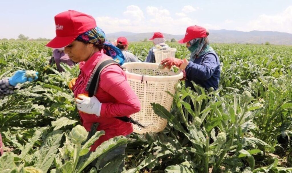 Efeler’de hasat başladı: Tek tek toplanacaklar, boyutlarına göre ayrılacaklar