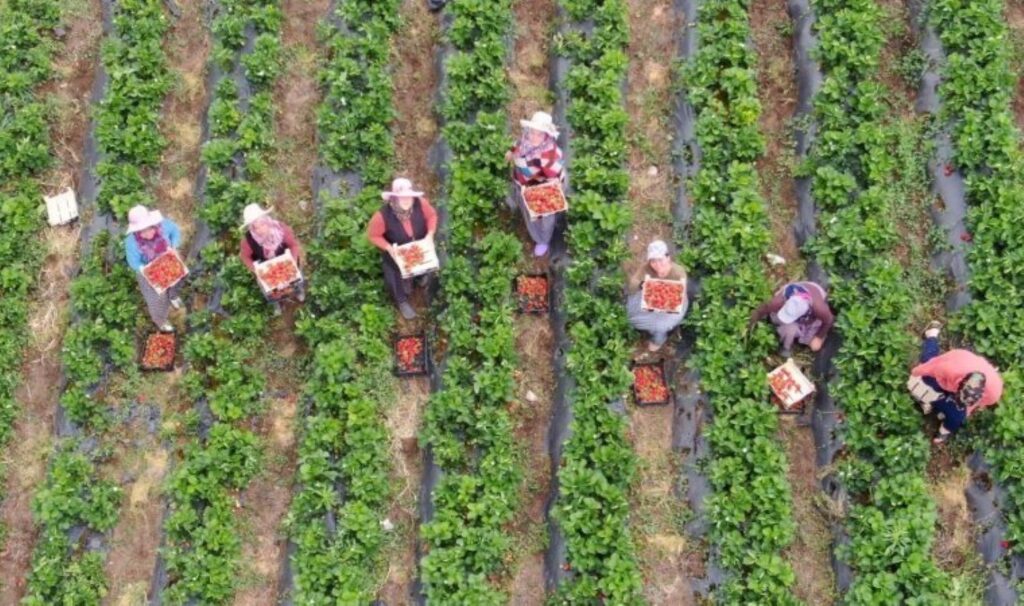 Hatay’da hasat başladı: Tarladan yurtdışına 50 TL, yurtiçine 70 TL…