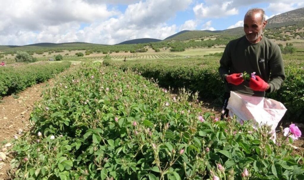 Isparta’da hasat erken başlıyor! 12 bin ton rekoltenin bekleniyor…