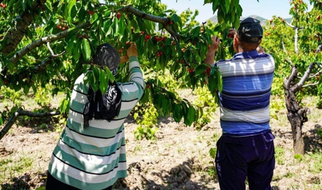 İstanbul’u terk edip Tokat’a yerleşti: 7 dönümlük araziden 30 ton ürün alacak….
