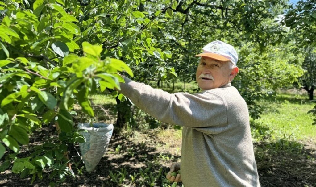 Kartepe’de hasat öne çekildi! Kilosu 80 liraya satılacak…
