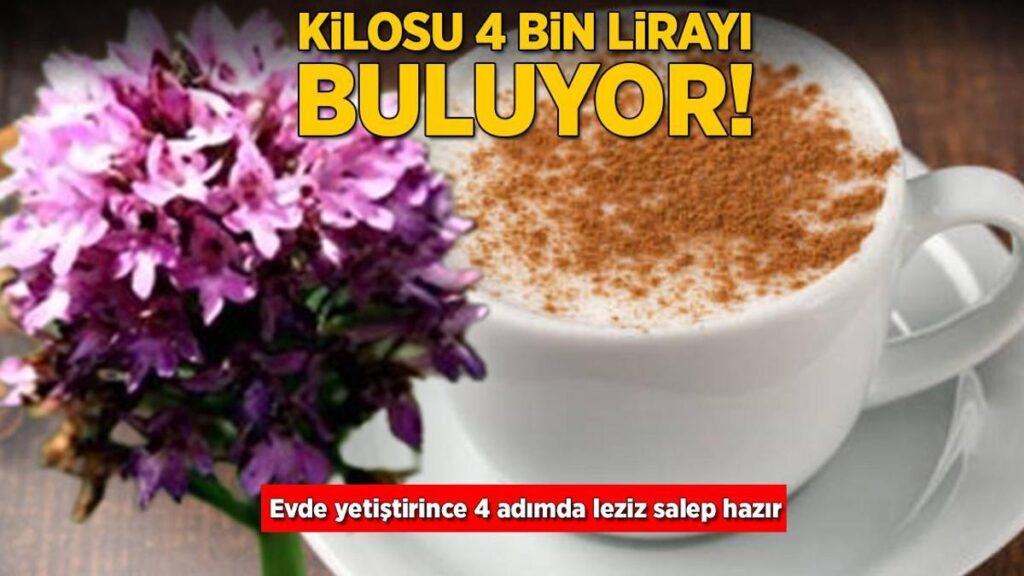 Kilosu 4 bin lirayı buluyor! Evde yetiştirince 4 adımda leziz salep hazır