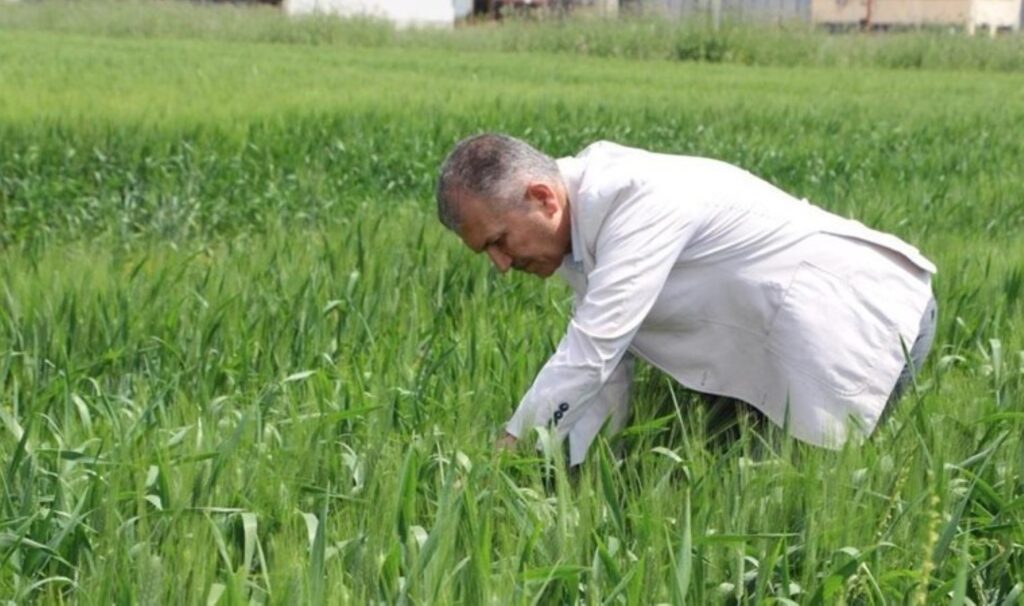 Mardin Ovası’nda hasat için geri sayım başladı: Çiftçi yüksek verim bekliyor